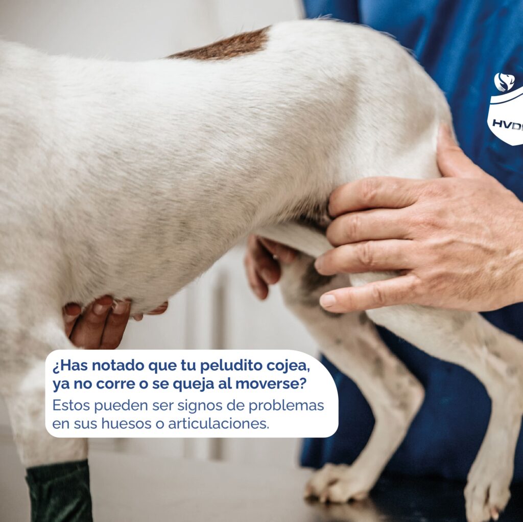 Principales Causas de Traumatismos en mascotas perros y gatos veterinaria en quito