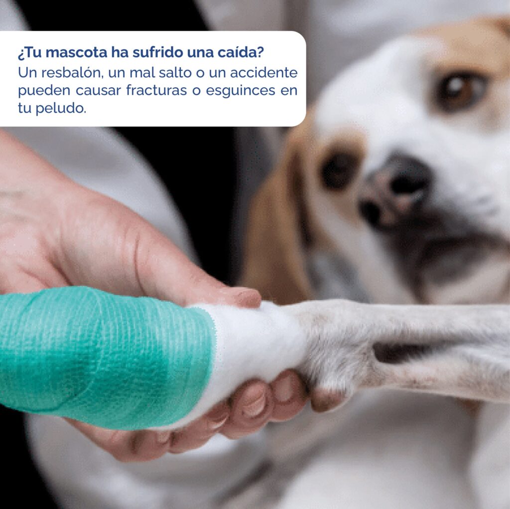Principales Causas de Traumatismos en mascotas perros y gatos veterinaria en quito