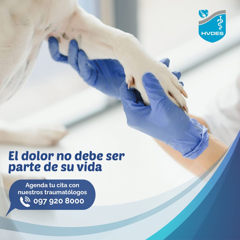 Principales Causas de Traumatismos en mascotas perros y gatos veterinaria en quito