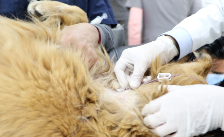 banco de sangre hvdes -VETERINARIA-QUITO