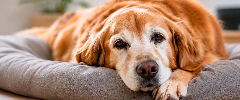 Cuidado geriátrico canino: calidad de vida para tu perro mayor en HVDES