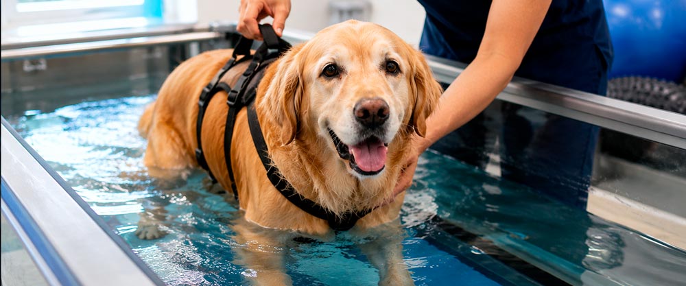 Rehabilitación y fisioterapia veterinaria: recuperando la movilidad de tu mascota